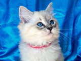 Chaton femelle Ragdoll Blue Tabby Point LOOF à vendre