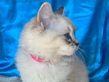 Chaton femelle Ragdoll Blue Tabby Point LOOF à vendre