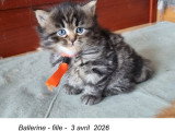 Chatons de race Sibérien à vendre (1 femelle & 4 mâles)