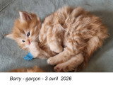 Chatons de race Sibérien à vendre (1 femelle & 4 mâles)