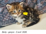 Chatons de race Sibérien à vendre (1 femelle & 4 mâles)