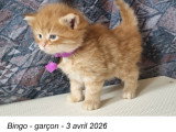 Chatons de race Sibérien à vendre (1 femelle & 4 mâles)