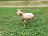 Chat Sphynx mâle LOOF à vendre né juillet 2024 à vnedre