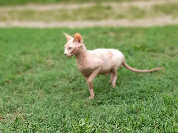 Chat Sphynx mâle LOOF à vendre né juillet 2024 à vnedre