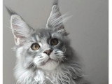1 chaton femelle Maine Coon bleue silver LOOF de juillet 2025 à vendre