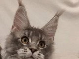 1 chaton femelle Maine Coon bleue silver LOOF de juillet 2025 à vendre