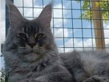 1 chaton femelle Maine Coon bleue silver LOOF de juillet 2025 à vendre