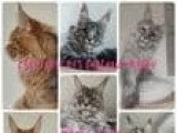 1 chaton femelle Maine Coon bleue silver LOOF de juillet 2025 à vendre