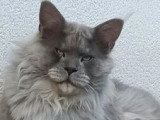 1 chaton femelle Maine Coon bleue silver LOOF de juillet 2025 à vendre