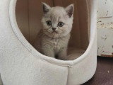 Réservation d'un chaton femelle British Shorthair non LOOF né en mars 2026