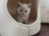Réservation d'un chaton femelle British Shorthair non LOOF né en mars 2026