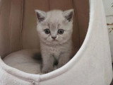 Réservation d'un chaton femelle British Shorthair non LOOF né en mars 2026