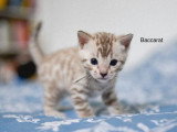 2 mâles et 1 femelle Bengal LOOF nés mars 2026 à réserver