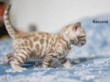 2 mâles et 1 femelle Bengal LOOF nés mars 2026 à réserver