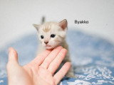 2 mâles et 1 femelle Bengal LOOF nés mars 2026 à réserver