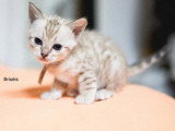 2 mâles et 1 femelle Bengal LOOF nés mars 2026 à réserver