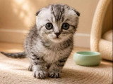Chaton Scottish Fold mâle silver tabby non LOOF de mars 2026 à vendre