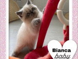 3 chatons femelles Exotic Shorthair non LOOF nés en février 2026 en vente