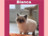 3 chatons femelles Exotic Shorthair non LOOF nés en février 2026 en vente