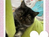 3 chatons femelles Exotic Shorthair non LOOF nés en février 2026 en vente