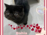 3 chatons femelles Exotic Shorthair non LOOF nés en février 2026 en vente