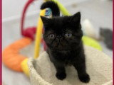 3 chatons femelles Exotic Shorthair non LOOF nés en février 2026 en vente