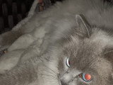 Chatons de type Ragdoll à vendre (2 femelles & 2 mâles)