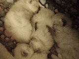Chatons de type Ragdoll à vendre (2 femelles & 2 mâles)