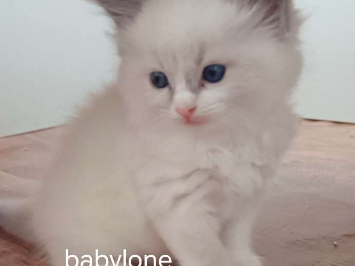 Chatons de type Ragdoll à vendre (2 femelles & 2 mâles)