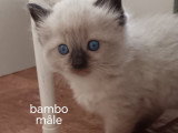 Chatons de type Ragdoll à vendre (2 femelles & 2 mâles)