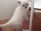 Chatons de type Ragdoll à vendre (2 femelles & 2 mâles)