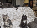 Chatons croisés à donner (1 femelle & 1 mâle)