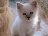 Berlioz