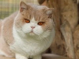 Chat British Shorthair LOOF à vendre né en juillet 2024