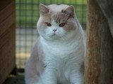 Chat British Shorthair LOOF à vendre né en juillet 2024