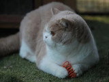 Chat British Shorthair LOOF à vendre né en juillet 2024
