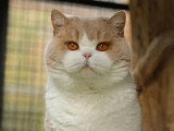 Chat British Shorthair LOOF à vendre né en juillet 2024