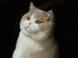 Chat British Shorthair LOOF à vendre né en juillet 2024