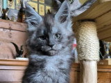 Chaton femelle Maine Coon LOOF à vendre né en janvier 2026
