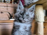 Chaton femelle Maine Coon LOOF à vendre né en janvier 2026