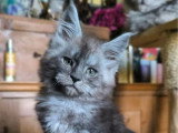 Chaton femelle Maine Coon LOOF à vendre né en janvier 2026