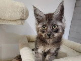 Chaton Maine Coon mâle inscrit au LOOF de janvier 2026 à vendre