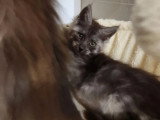 Chaton Maine Coon mâle inscrit au LOOF de janvier 2026 à vendre
