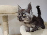 Chaton Maine Coon mâle inscrit au LOOF de janvier 2026 à vendre