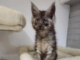 Chaton Maine Coon mâle inscrit au LOOF de janvier 2026 à vendre
