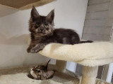 Chaton Maine Coon mâle inscrit au LOOF de janvier 2026 à vendre