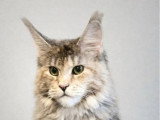 Chatte Maine Coon LOOF à vendre, née en 2025