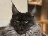 Chatte Maine Coon LOOF à vendre, née en 2025