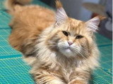 Chatte Maine Coon LOOF à vendre, née en 2025