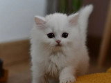 4 chatons British non LOOF nés en mars 2026 à réserver